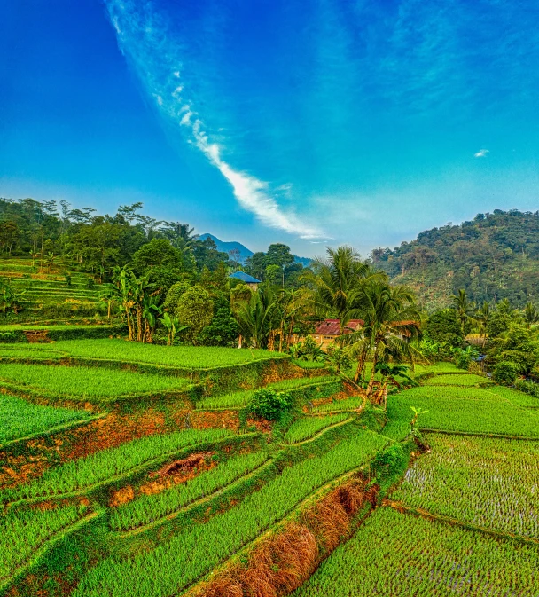a lush green field with trees and mountains in the background, pexels contest winner, sumatraism, square, blue, terraces, today\'s featured photograph 4k