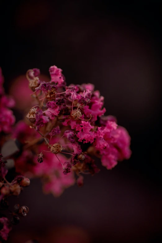 a close up of a bunch of pink flowers, by Jacob Toorenvliet, dark and intricate photograph, today\'s featured photograph 4k, red leaves, medium format. soft light