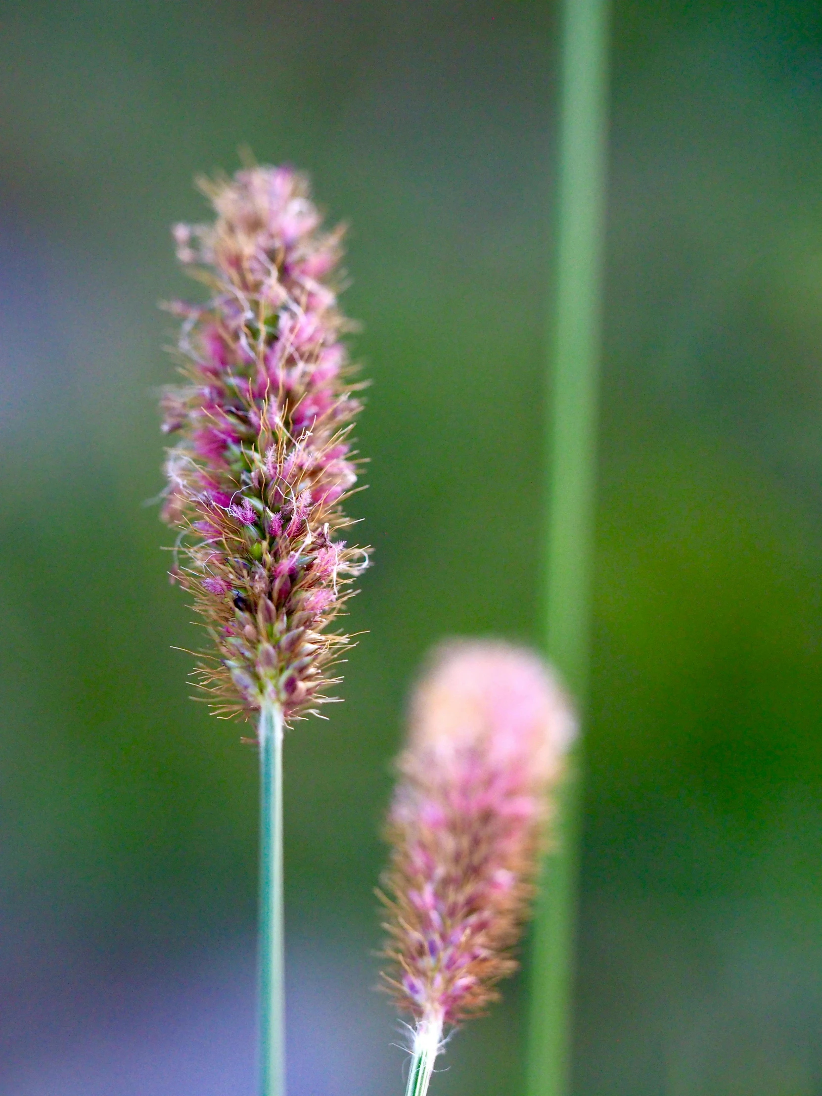 a couple of purple flowers sitting on top of a lush green field, hurufiyya, pale pink grass, close - up photograph, trending photo