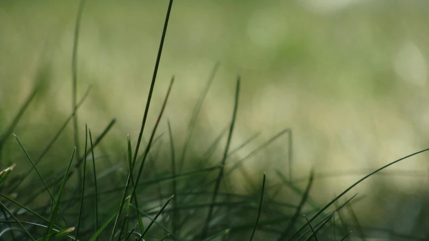 a white bird sitting on top of a lush green field, paul barson, stylized grass texture, cinematic shot ar 9:16 -n 6 -g, muted green