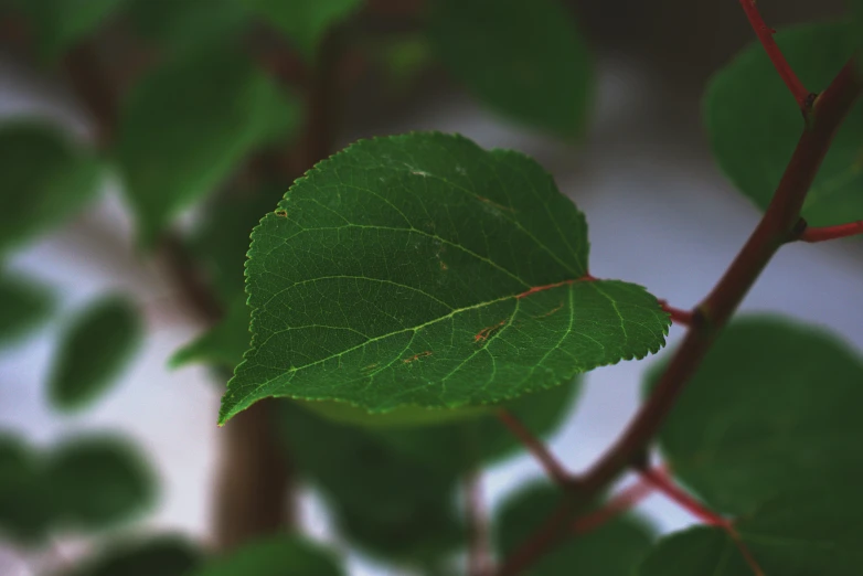 a close up of a leaf on a tree, unsplash, betula pendula, low quality photo, raspberry, high-resolution