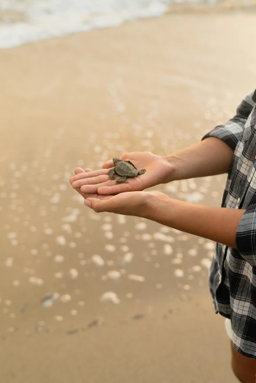 a person holding a small turtle on a beach, holding each other hands, holding a stuff, grey, small