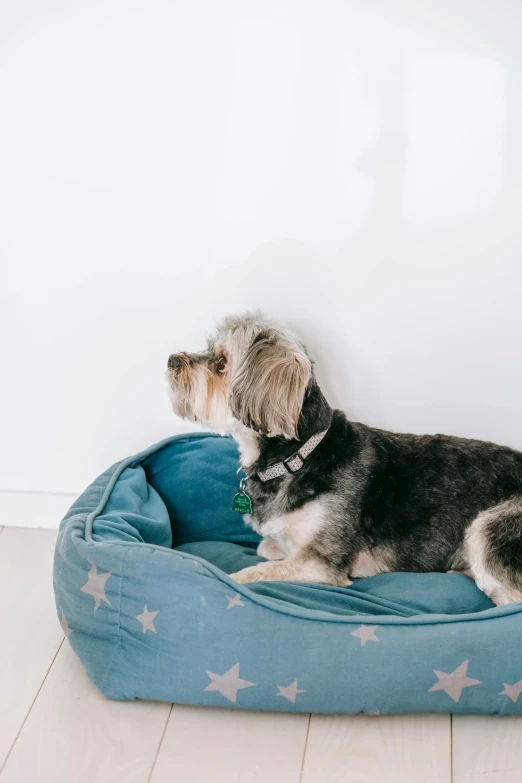 a small dog is sitting in a dog bed, by Nicolette Macnamara, blue and grey, profile image, jovana rikalo, tiny stars