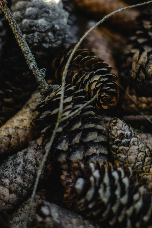 a pile of pine cones sitting on top of a forest floor, inspired by Andy Goldsworthy, unsplash contest winner, moody details, jagged spiraling shapes, close-up imagery, carson ellis