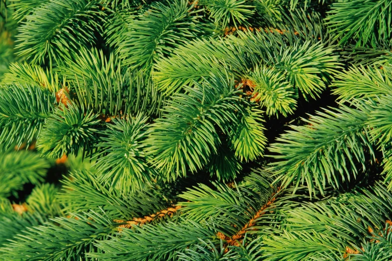 a close up of a pine tree with green needles, a digital rendering, by Armin Baumgarten, shiny crisp finish, panels, vibrant greenery, textless