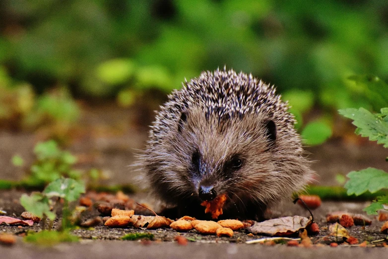 a small hedgehog eating food on the ground, pexels, renaissance, 🦩🪐🐞👩🏻🦳, family dinner, award - winning, guide