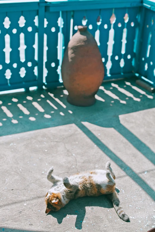 a cat laying on its back on a patio, a statue, unsplash, visual art, morocco, an ox, sunfaded, gif