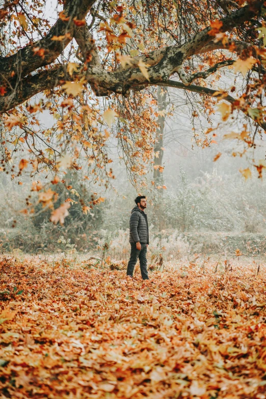 a man standing under a tree covered in leaves, by Jessie Algie, pexels contest winner, 2 5 6 x 2 5 6 pixels, muted fall colors, a portrait of rahul kohli, wide full body