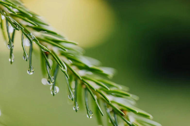 a close up of a pine branch with water droplets, a macro photograph, by Jan Rustem, trending on pexels, minimalism, lawn, high quality product image”, shot on sony a 7 iii, smooth tiny details