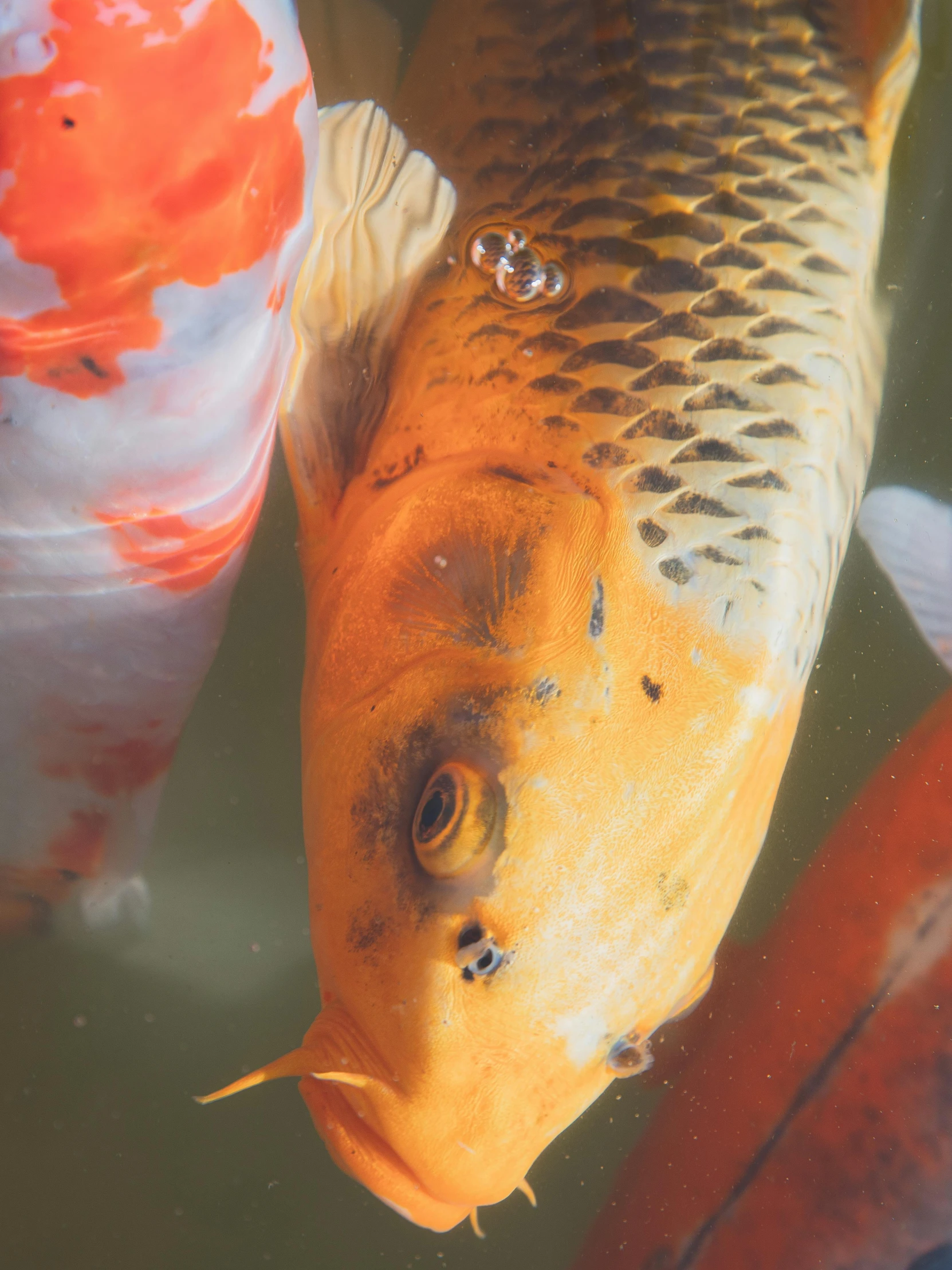 a group of koi fish swimming in a pond, by Greg Rutkowski, pexels contest winner, photorealism, extreme detail 4 k, loving stare, highly detailed # no filter, medium close up