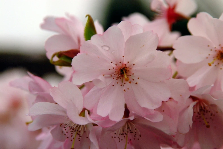 a close up of a bunch of pink flowers, by David Simpson, pexels contest winner, sakura season, after rain, today\'s featured photograph 4k, brown