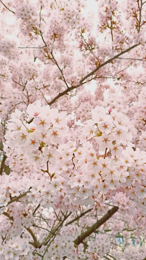 a bunch of pink flowers on a tree, by Rachel Reckitt, trending on unsplash, 2 5 6 x 2 5 6 pixels, lush sakura trees, zoomed out to show entire image, hi-res