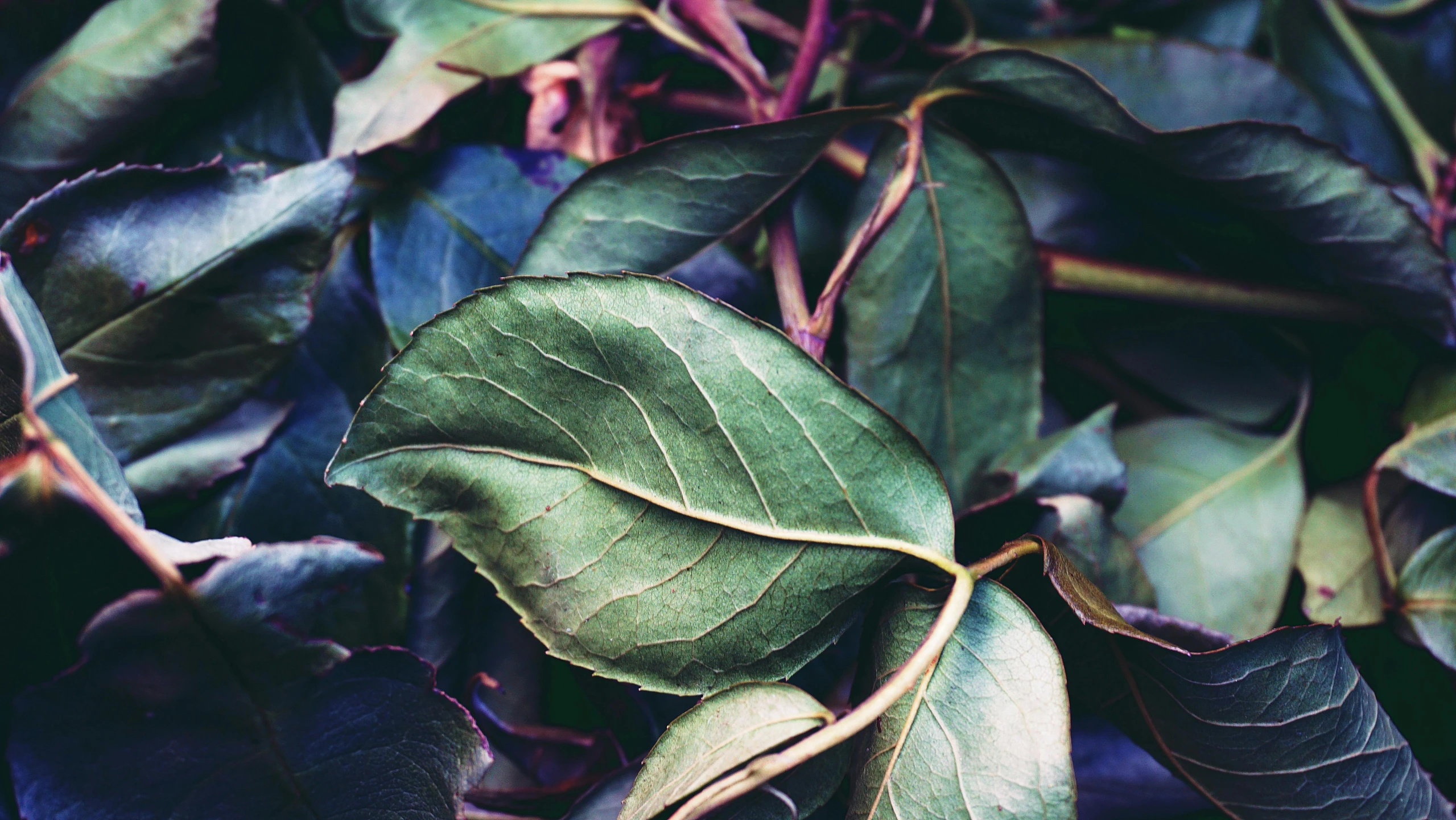 a close up of a plant with green leaves, a macro photograph, inspired by Elsa Bleda, trending on pexels, hurufiyya, magnolia leaves and stems, 3 5 mm kodak color ektochrome, salvia, herbs