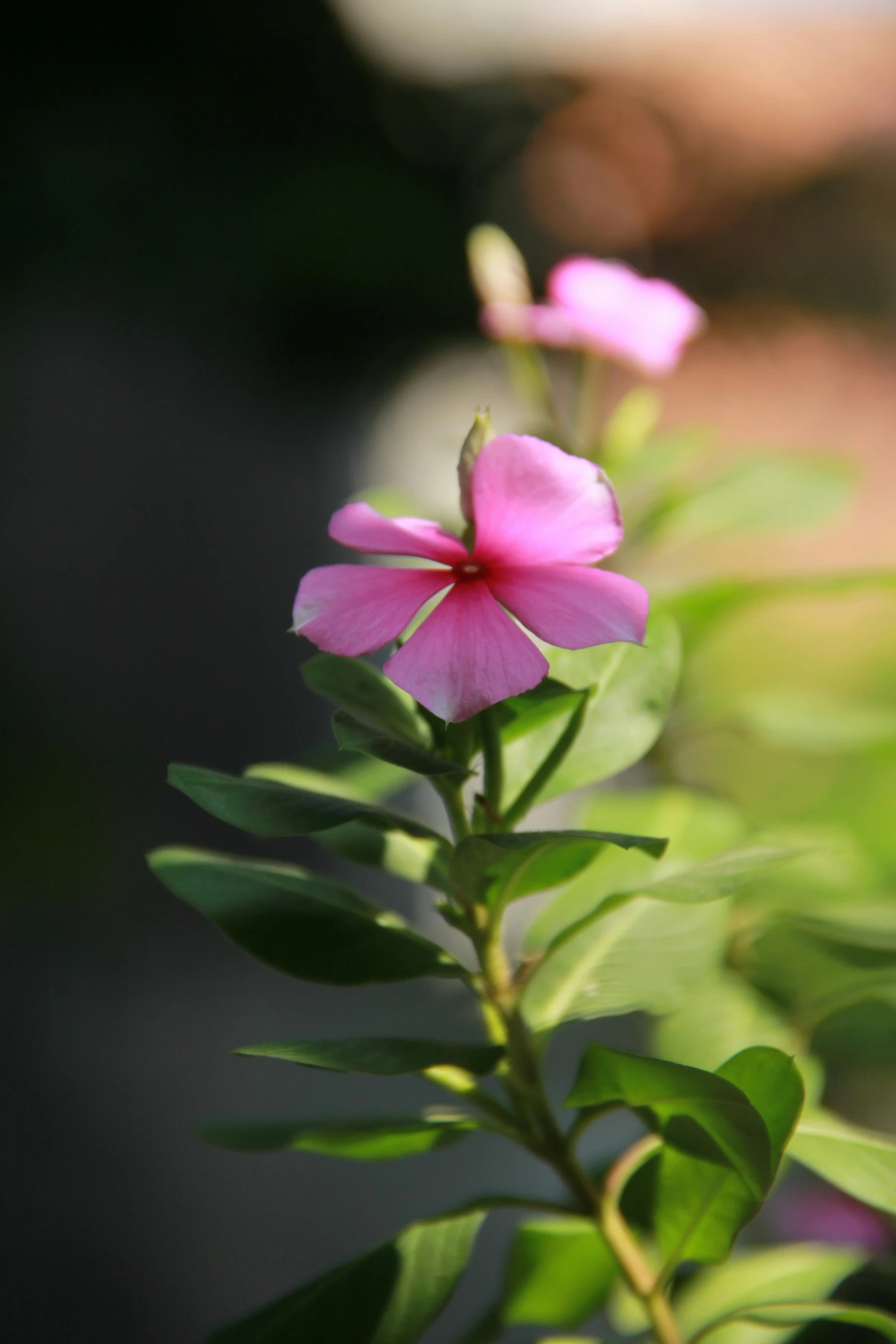 a pink flower sitting on top of a green plant, alabama, in the spotlight, lush foliage, softly shadowed