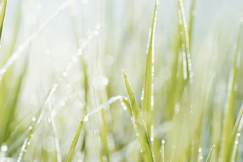 a close up of some grass with water droplets, by Jakob Gauermann, fine art print, bright sky, light green, dynamic closeup