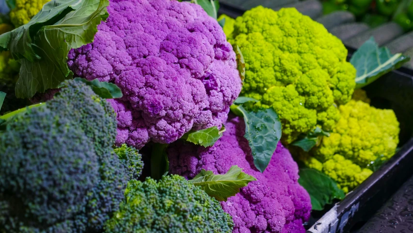 a close up of a bunch of purple and green broccoli, a portrait, unsplash, humanoids overgrown with flowers, magenta colours, 🦩🪐🐞👩🏻🦳, multi - coloured