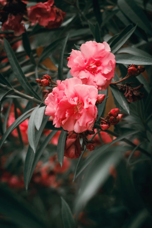 a close up of a pink flower on a tree, next to a plant, red hues, unsplash photo contest winner, lush plants flowers