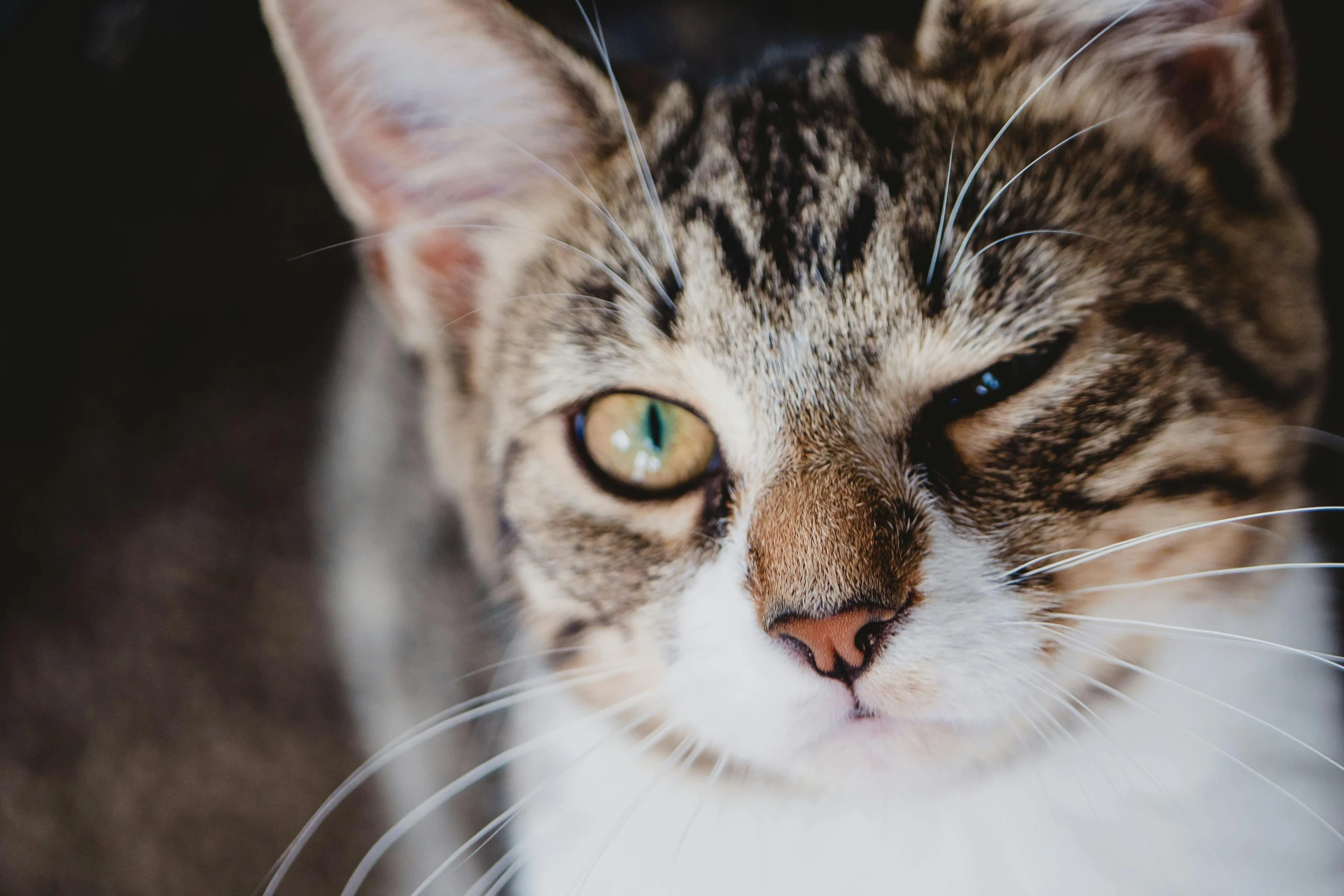 a close up of a cat looking at the camera, trending on pexels, mixed animal, getty images, high quality upload, multicoloured