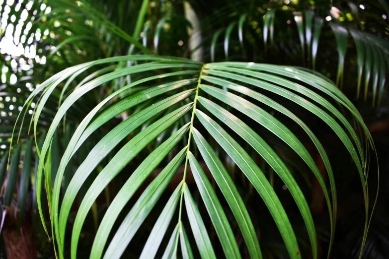 a close up of a leaf of a palm tree, unsplash, hurufiyya, multiple stories, made of bamboo, indoor, with a long