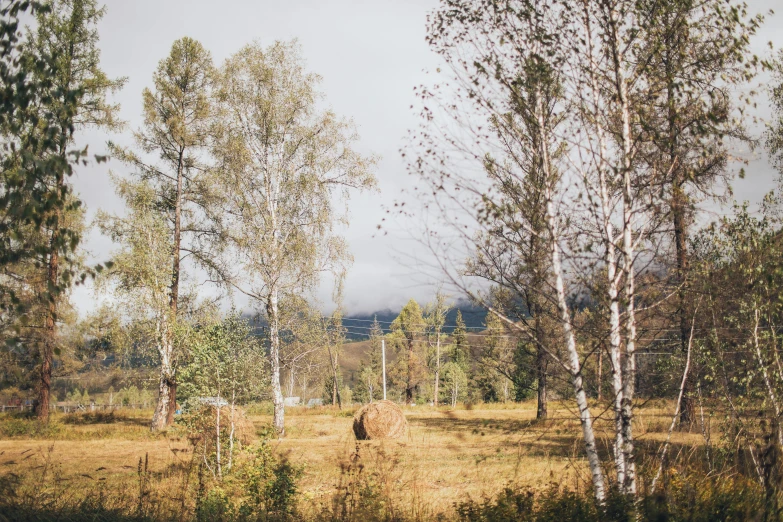 a brown horse standing on top of a grass covered field, by Jaakko Mattila, unsplash, land art, birch trees, picnic, seen from a distance, russian village