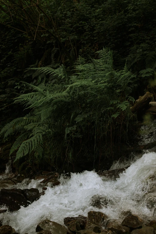 a stream running through a lush green forest, by Elsa Bleda, hurufiyya, slide show, andes mountain forest, lo fi, banner