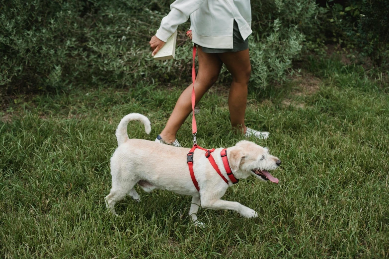 a woman walking a white dog across a lush green field, pexels contest winner, body harness, on a gray background, thumbnail, casual