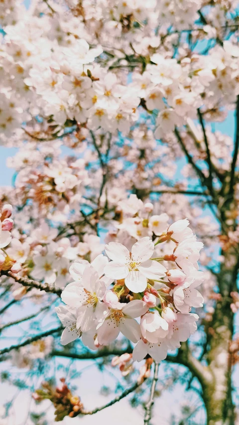 a close up of a bunch of flowers on a tree, by Rachel Reckitt, trending on unsplash, rinko kawauchi, low quality photo, lo fi, sakura bloomimg