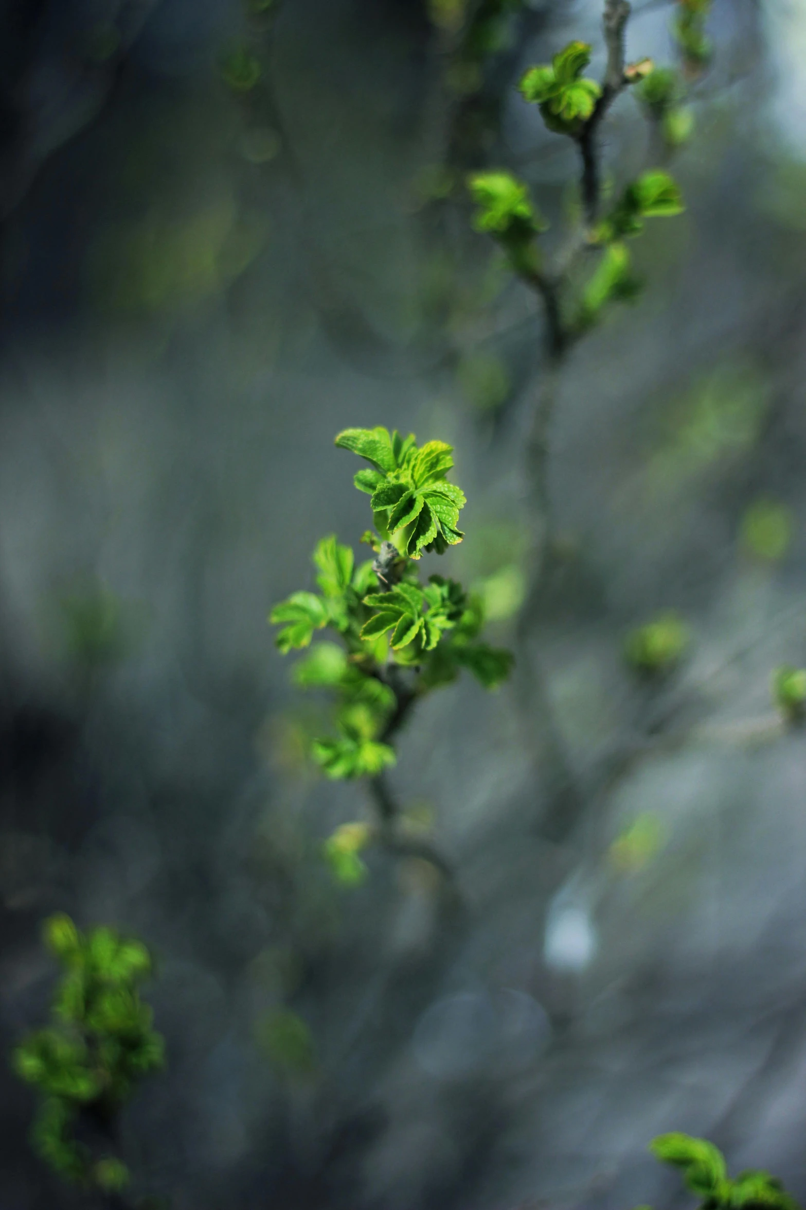 a close up of a tree branch with green leaves, by Andrew Domachowski, unsplash, buds, trees and cliffs, ((trees))