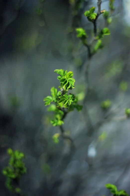 a close up of a tree branch with green leaves, by Andrew Domachowski, unsplash, buds, trees and cliffs, ((trees))