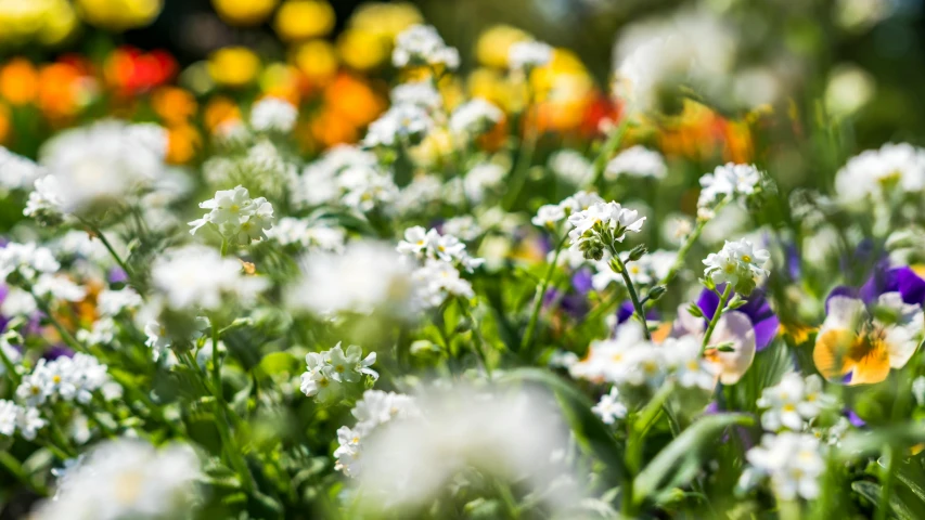 a bunch of flowers that are in the grass, by Tom Bonson, unsplash, parks and gardens, beautifully bright white, colorful wildflowers, flowerbeds