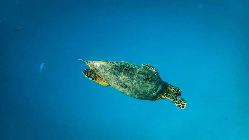 a turtle swimming in the clear blue water, pexels, hurufiyya, slide show, high resolution, rectangle, in flight