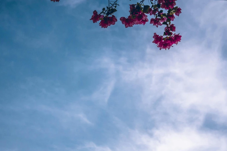 a plane flying through a cloudy blue sky, by Carey Morris, pexels contest winner, romanticism, bougainvillea, background image, looking up, cinematic shot ar 9:16 -n 6 -g