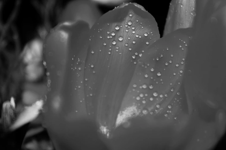 a close up of a flower with water droplets on it, a stipple, by Jan Rustem, tulips, bw, rain like a dream, glossy from rain