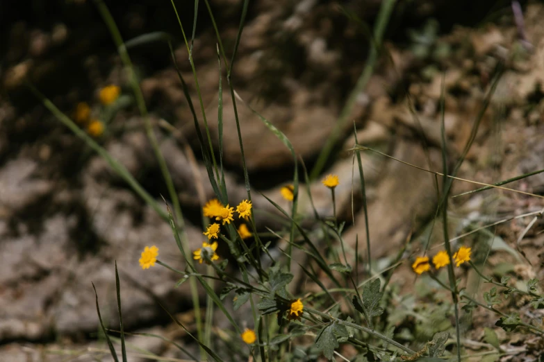 a close up of a bunch of yellow flowers, by Attila Meszlenyi, unsplash, grass and rocks, new mexico, low quality photo, digital image