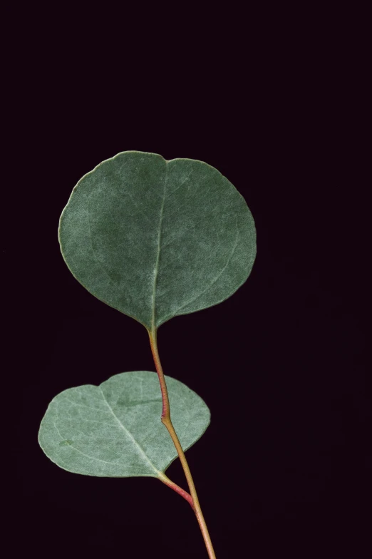 a single leaf on a stem against a black background, an album cover, trending on unsplash, eucalyptus, hearts, studio medium format photograph, ornamental