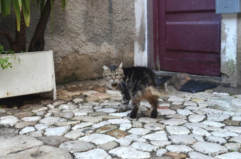 a cat walking in front of a red door, mateus 9 5, !female, mixed animal, 1 male