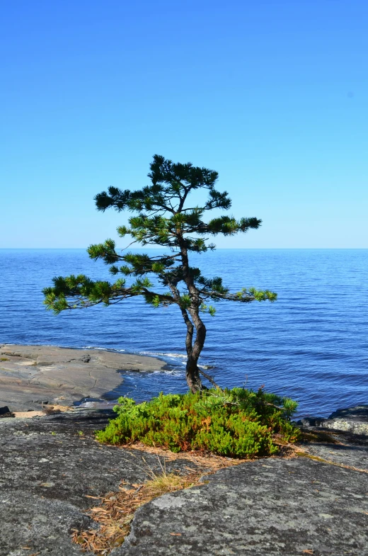 a lone tree sitting on top of a rock next to the ocean, inspired by Jaakko Mattila, land art, trees and pines everywhere, no cropping, far away from camera, on display