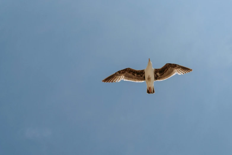 a bird that is flying in the sky, by Jan Tengnagel, pexels contest winner, figuration libre, clear blue skies, view from ground, today\'s featured photograph 4k, from the front