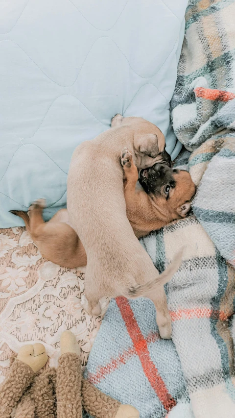 a small dog laying on top of a bed next to a teddy bear, by Carey Morris, pexels contest winner, romanticism, holding a pug for a picture, kissing each other, thumbnail, brown and cyan color scheme