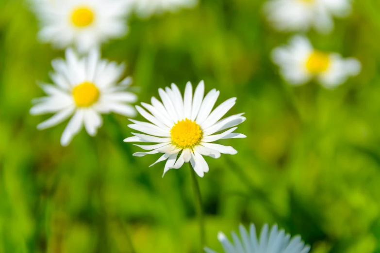 a field of white daisies with yellow centers, a portrait, pexels, fan favorite, album, scandinavian, an ancient