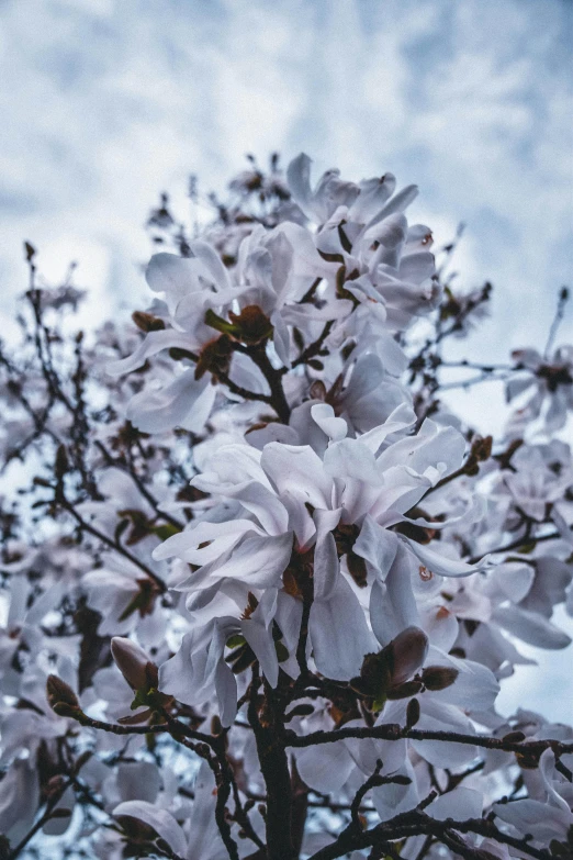 a tree with white flowers against a cloudy sky, an album cover, trending on unsplash, baroque, magnolia stems, lilac, full frame image