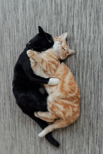 a couple of cats laying on top of each other, unsplash, renaissance, yinyang shaped, black and orange, sweet hugs, reddit meme