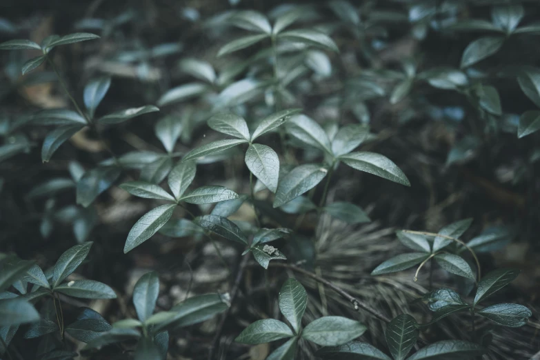 a close up of a plant with green leaves, unsplash, grey forest background, analogue texture, ((greenish blue tones)), hedge