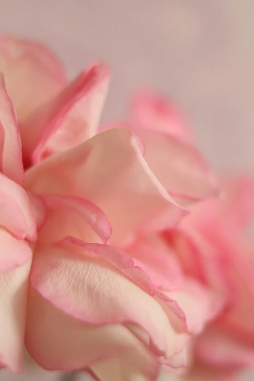 a close up of some pink flowers in a vase, made of silk paper, zoomed in, large individual rose petals, up-close