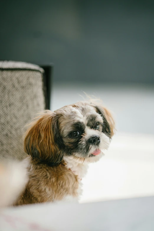 a small brown and white dog sitting on top of a bed, trending on unsplash, sōsaku hanga, shih tzu, shot on sony a 7 iii, gif, sitting in a lounge