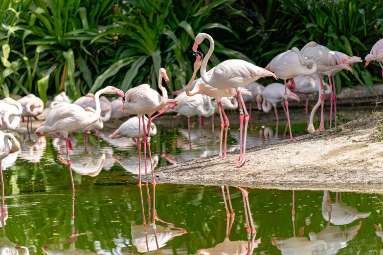 a group of flamingos standing next to a body of water, sitting on a reflective pool, animal kingdom, parks and gardens, at the waterside