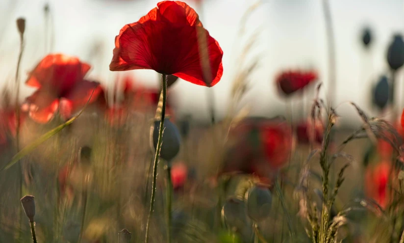 a field filled with lots of red flowers, by Eglon van der Neer, pexels contest winner, morning light showing injuries, poppy, lit from the side, fine art print
