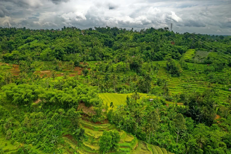 a lush green forest filled with lots of trees, by Daniel Lieske, pexels contest winner, sumatraism, rice paddies, avatar image, panorama of crooked ancient city, overview
