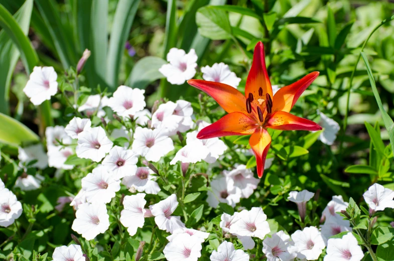 a close up of a flower in a field of flowers, an album cover, by Lorraine Fox, unsplash, lily flower, red and white flowers, white and orange, today\'s featured photograph 4k