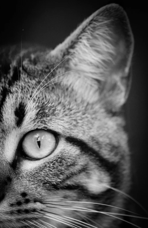 a black and white photo of a cat, by Ai-Mitsu, beautiful eye, high dof, ((tiger)), worm\'s eye view